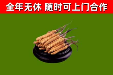 梅州回收散虫草